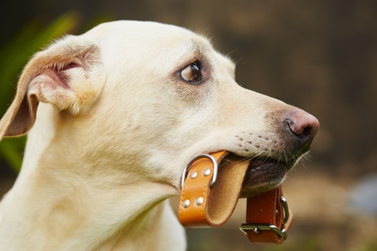 Dog Fitness Collar